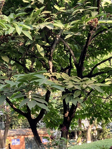 Brownea coccinea subsp. capitella (Rose of Venezuela) — photo