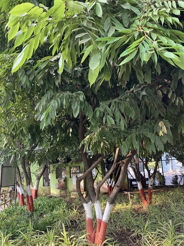 Brownea coccinea subsp. capitella