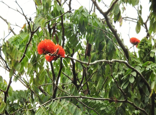 Brownea rosa-de-monte (Clavellino) — photo