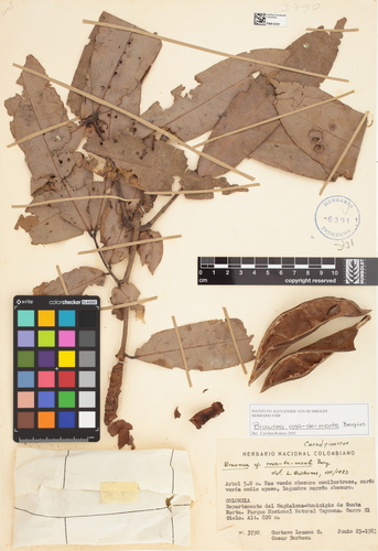 Brownea rosa-de-monte (Clavellino) — photo