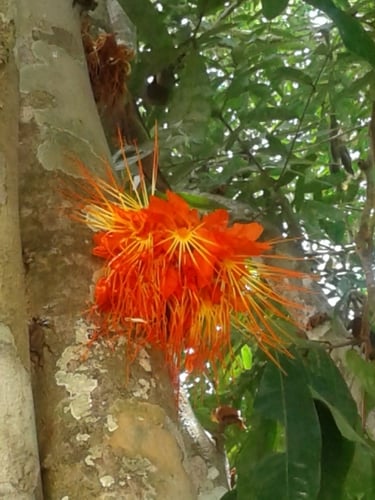 Brownea rosa-de-monte