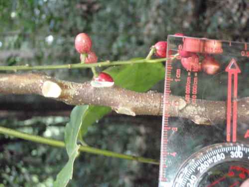 Brucea antidysenterica (Waginos) — photo