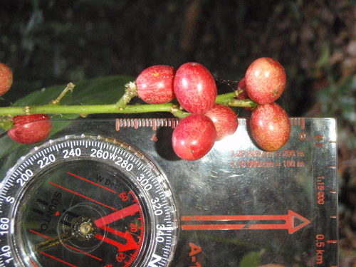 Brucea antidysenterica