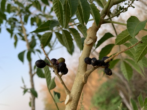 Brucea javanica