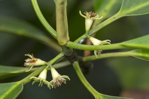 Bruguiera cylindrica (Small-fruited Orange mangrove) — photo