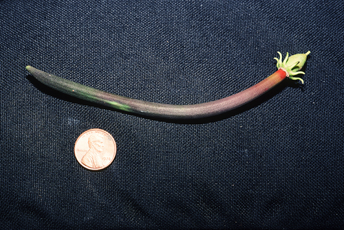 Bruguiera cylindrica (Small-fruited Orange mangrove) — photo