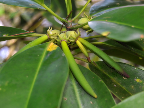 Rhizophoraceae
