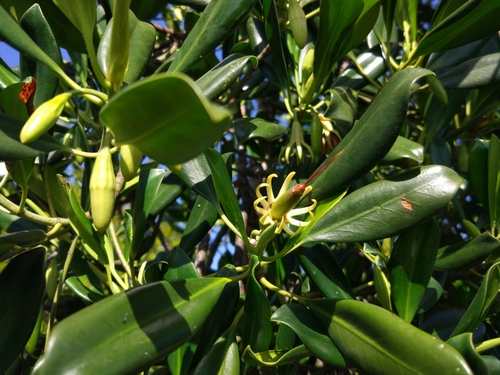 Bruguiera exaristata (Rib-fruited Orange Mangrove) — photo