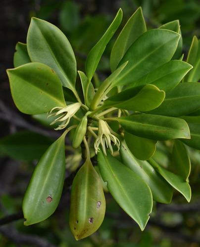 Bruguiera exaristata (Rib-fruited Orange Mangrove) — photo
