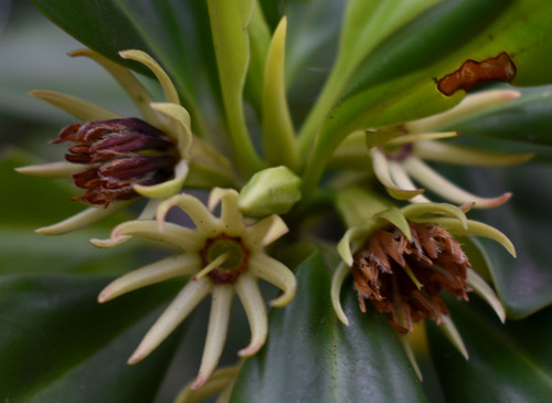 Bruguiera exaristata