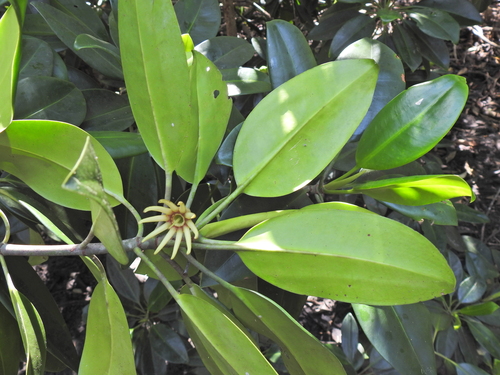 Bruguiera gymnorhiza (Red mangrove) — photo