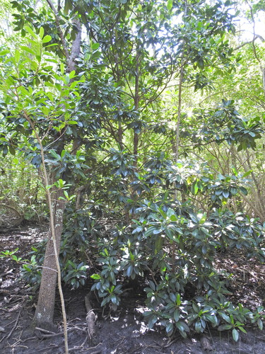Bruguiera gymnorhiza (Red mangrove) — photo