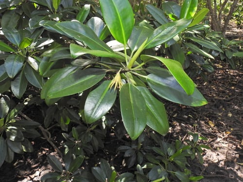 Bruguiera gymnorhiza