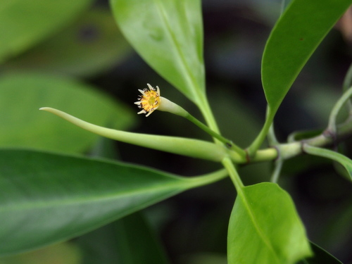 Bruguiera parviflora (Slender-fruited Orange Mangrove) — photo