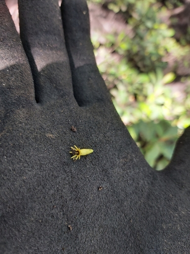 Bruguiera parviflora (Slender-fruited Orange Mangrove) — photo