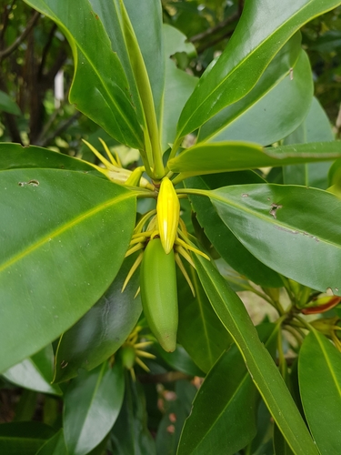 Bruguiera sexangula (Golden orange mangrove) — photo