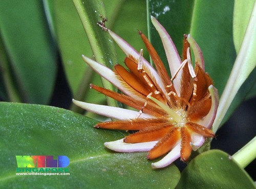 Bruguiera sexangula (Golden orange mangrove) — photo