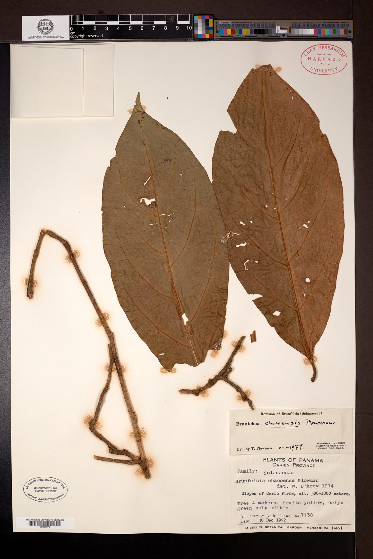 Brunfelsia chocoensis (ElChoco raintree) — photo
