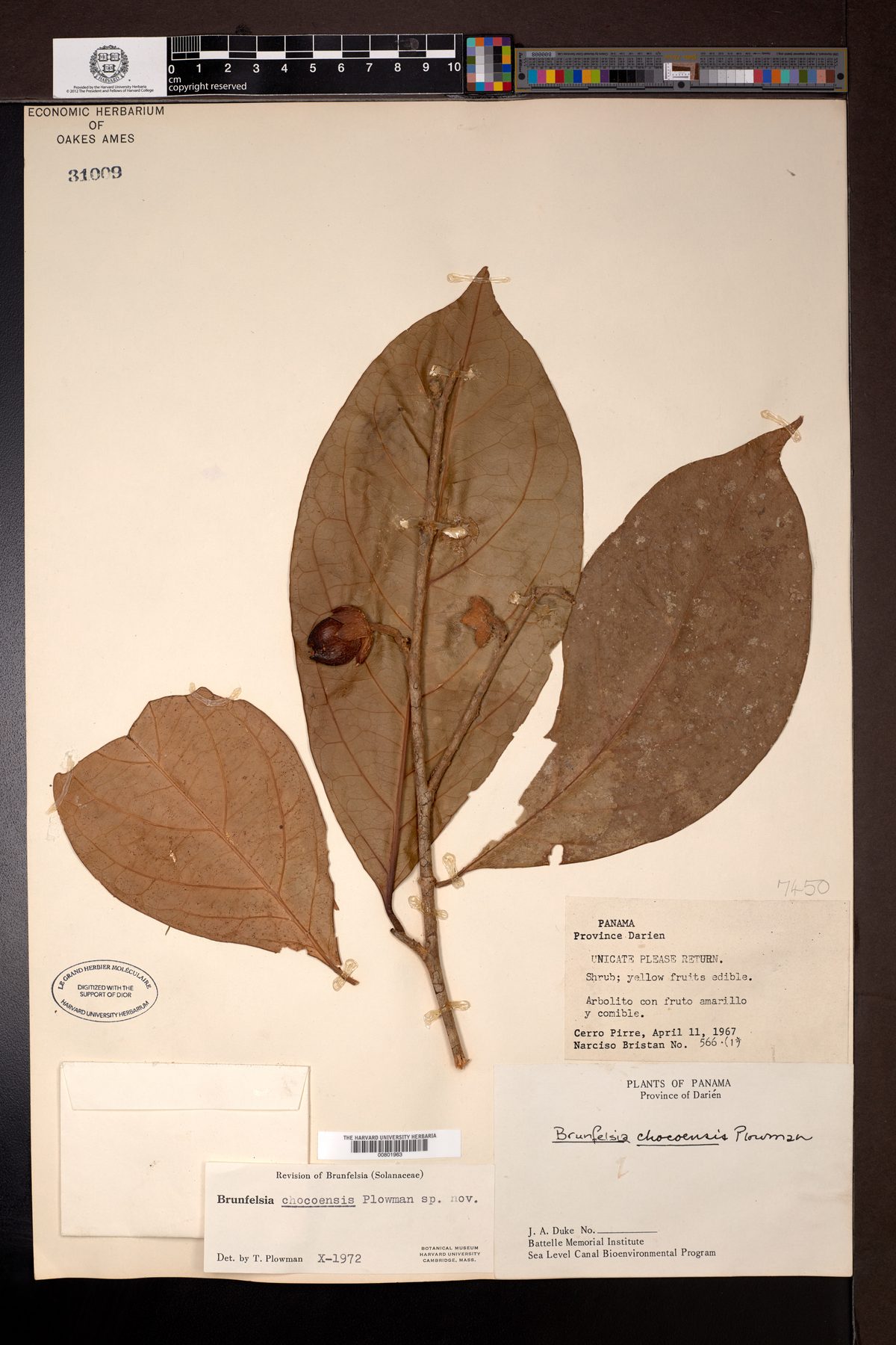 Brunfelsia chocoensis (ElChoco raintree) — photo