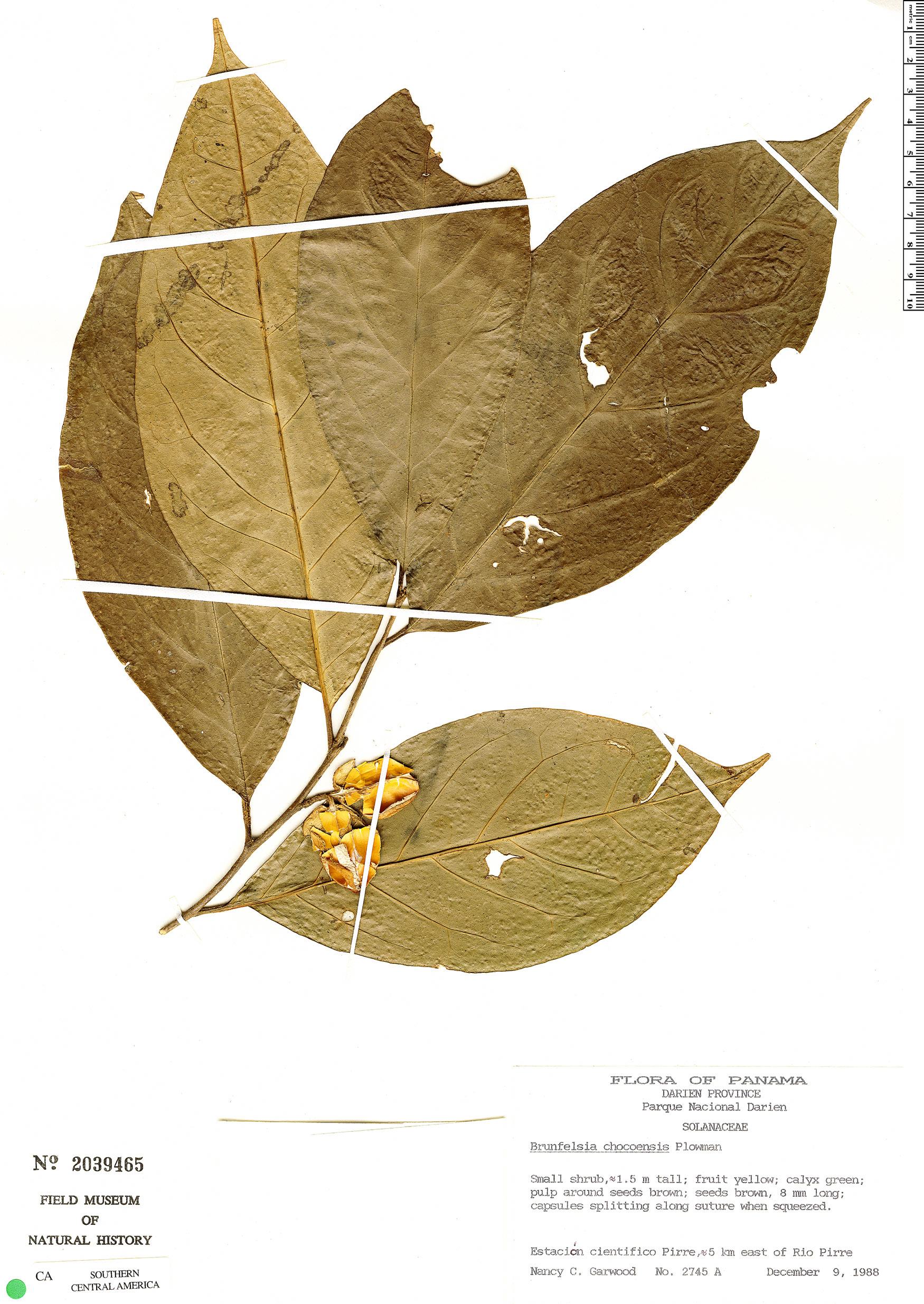 Brunfelsia chocoensis