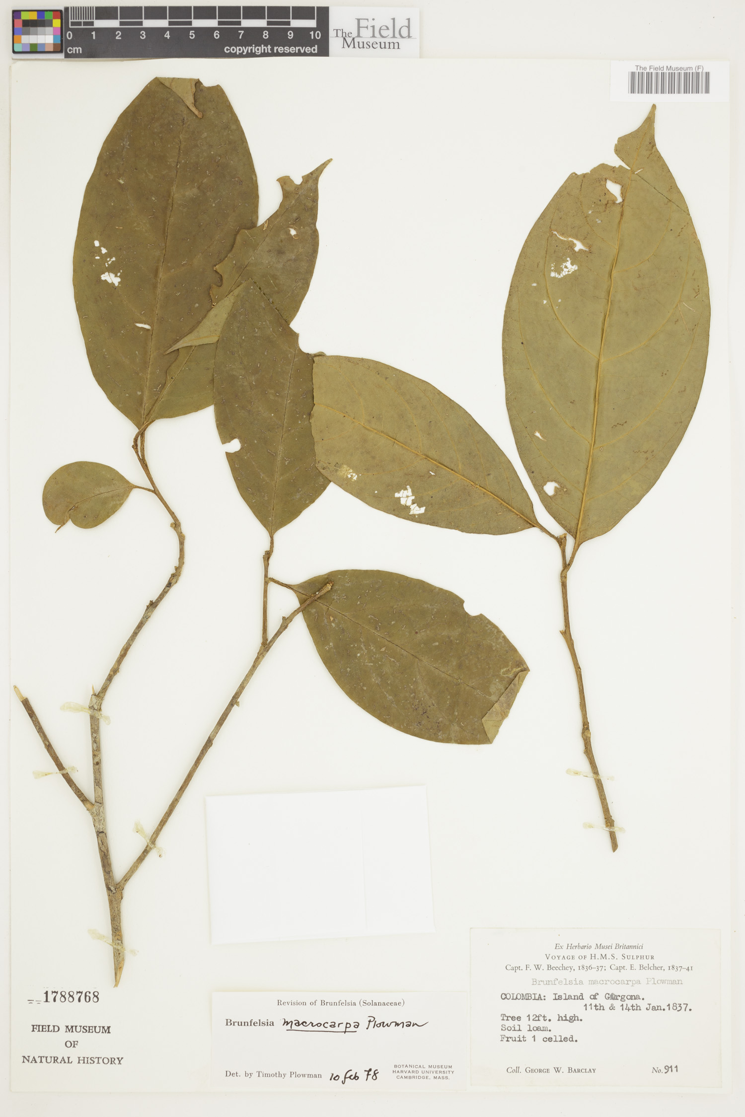 Brunfelsia macrocarpa (Bigfruit raintree) — photo