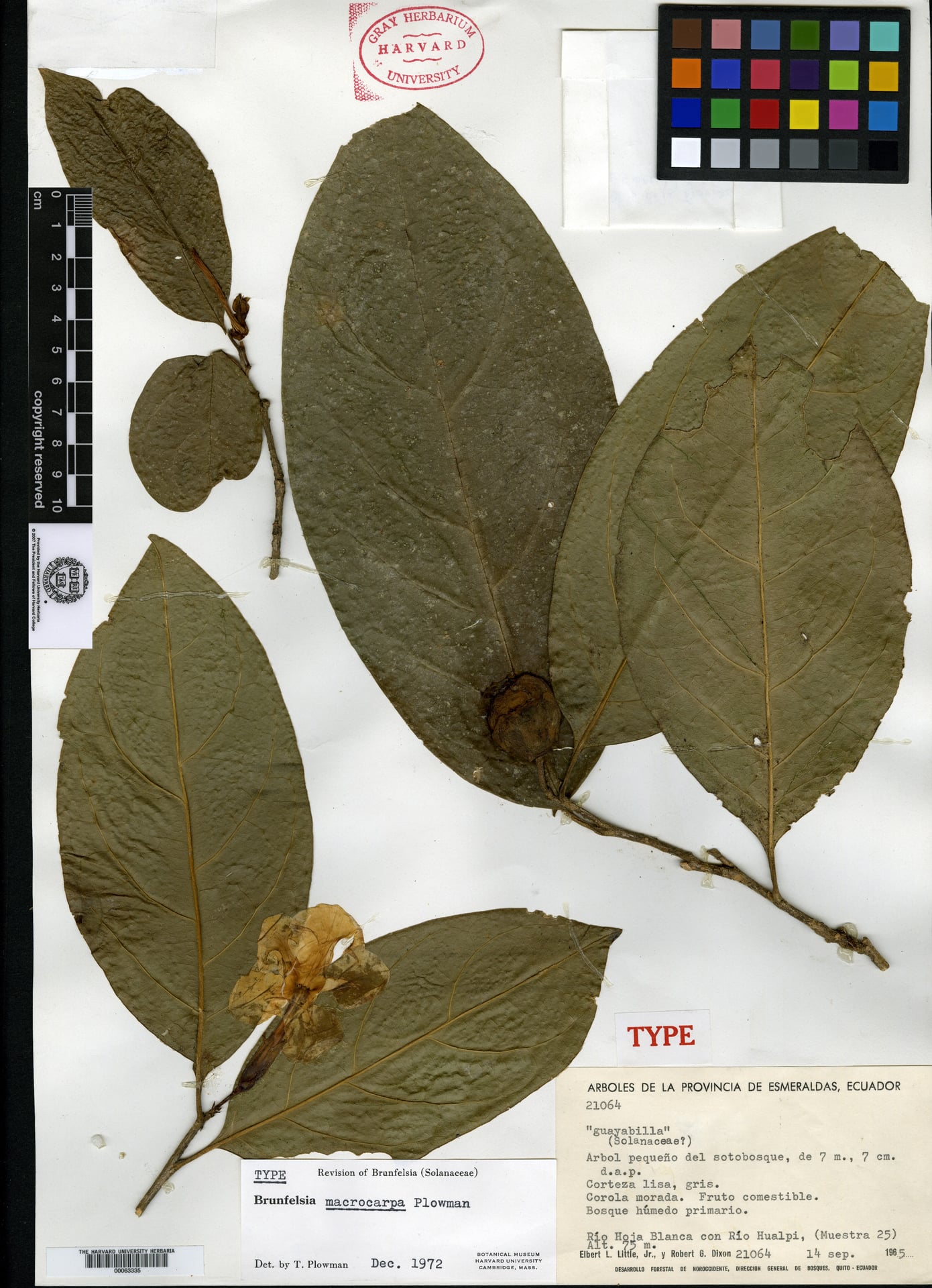Brunfelsia macrocarpa (Bigfruit raintree) — photo
