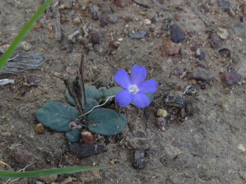 Brunoniella acaulis — photo