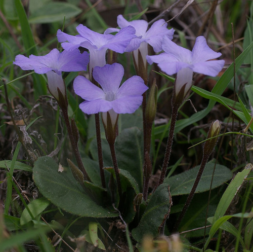 Brunoniella acaulis