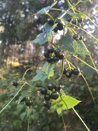 Bryonia alba (White Bryony) — photo