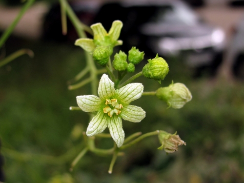 Bryonia alba (White Bryony) — photo