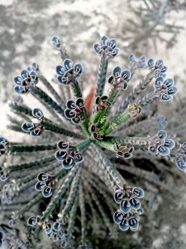 Bryophyllum delagoense — photo