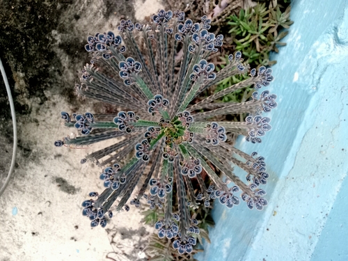 Bryophyllum delagoense — photo
