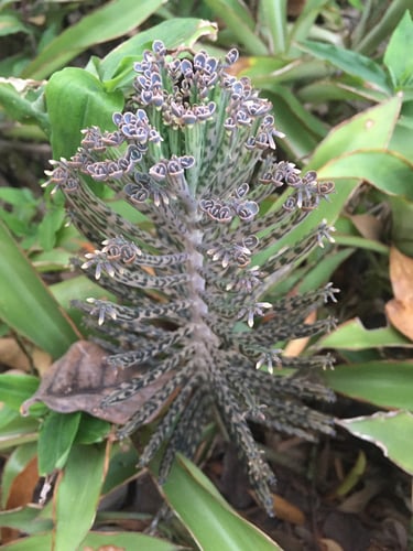 Bryophyllum delagoense
