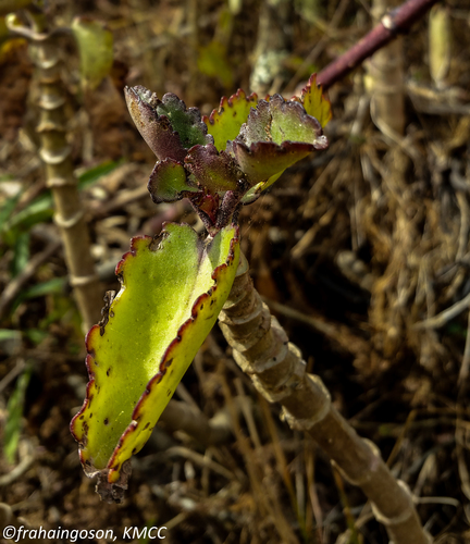 Bryophyllum pinnatum (Resurrection plant) — photo