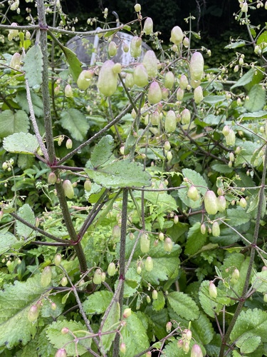 Bryophyllum pinnatum (Resurrection plant) — photo