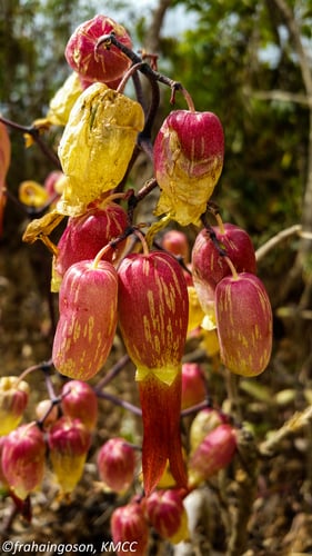 Bryophyllum pinnatum