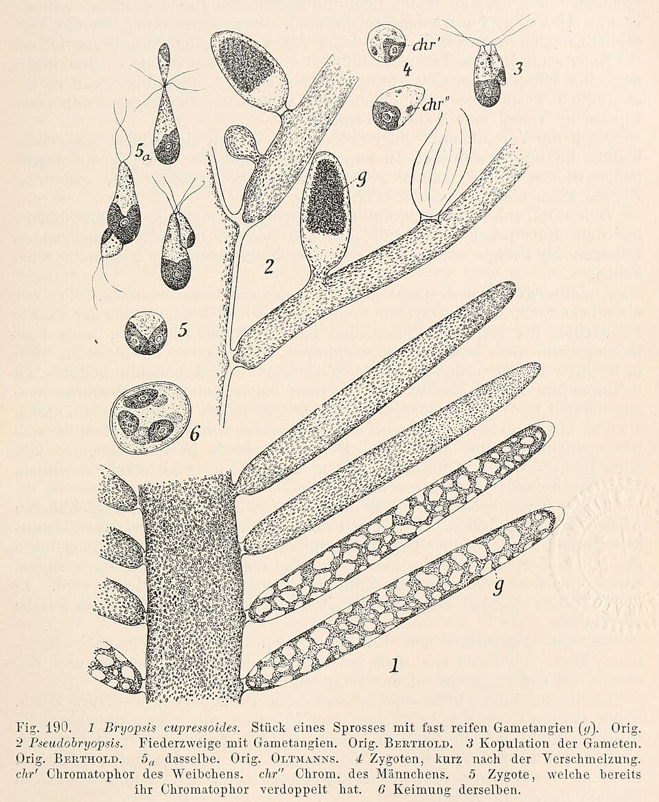 Bryopsis cupressina