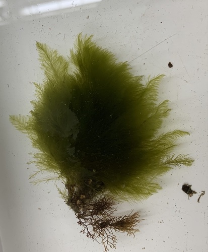 Bryopsis hypnoides (Branched mossy feather weed) — photo