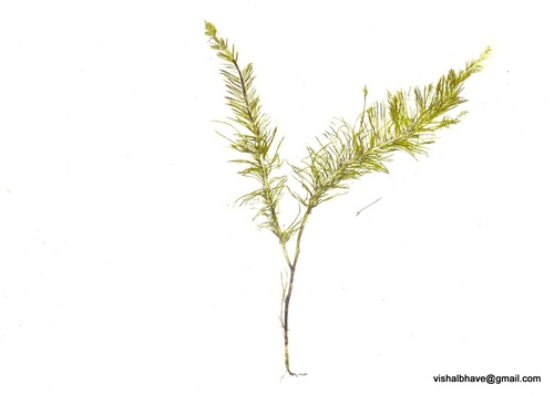 Bryopsidaceae