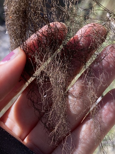 Bryoria fremontii (Black tree lichen) — photo