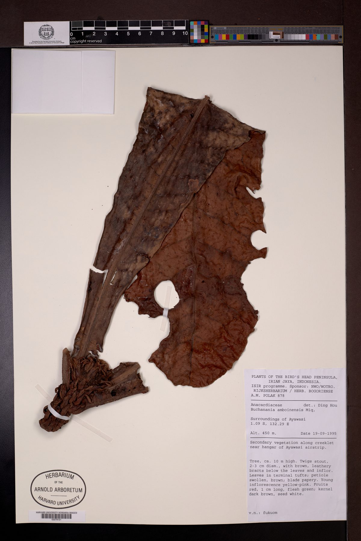 Buchanania amboinensis — photo