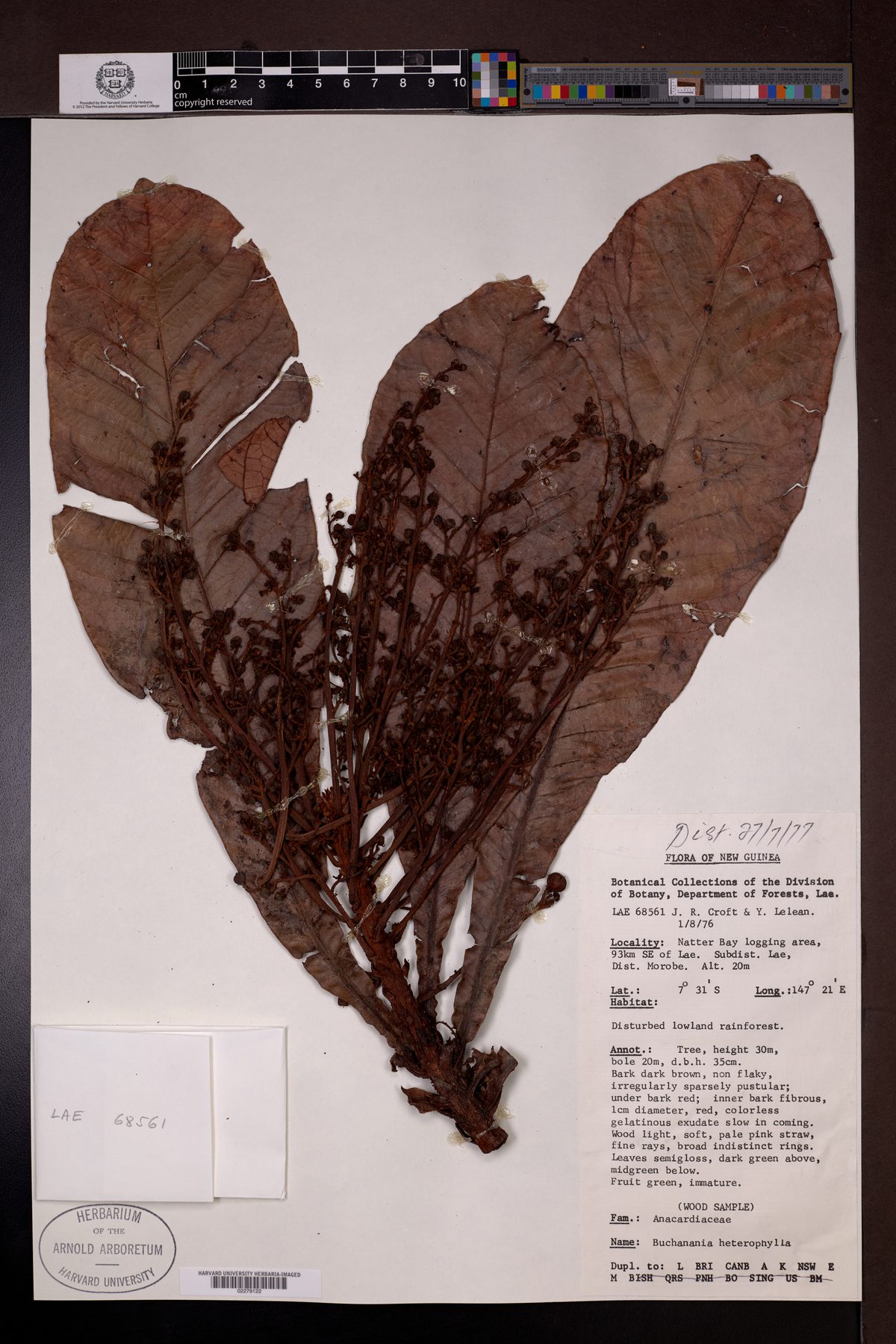 Buchanania amboinensis — photo