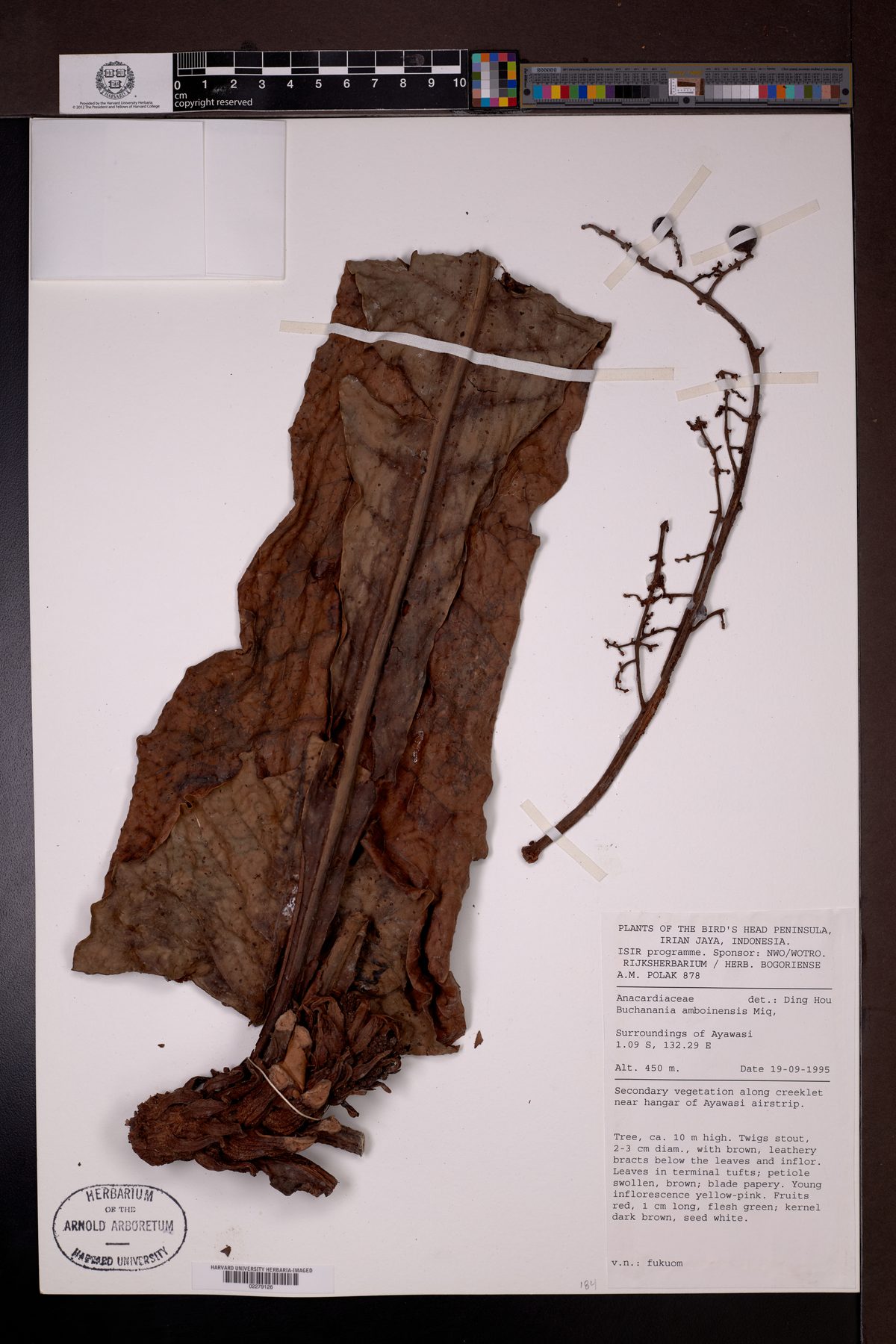 Buchanania amboinensis