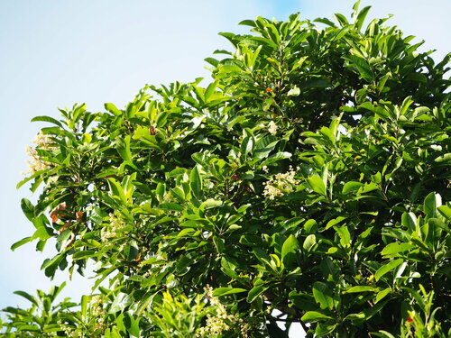 Buchanania arborescens (Little Gooseberry tree) — photo