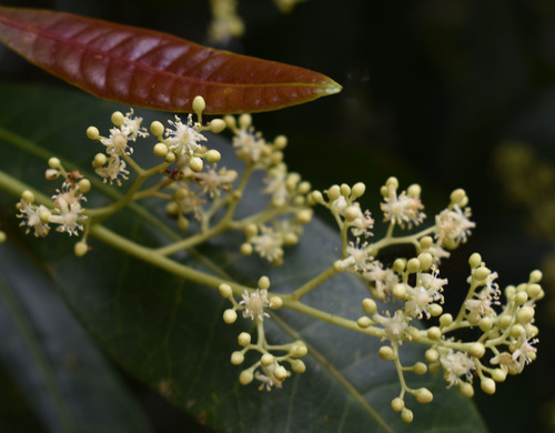 Buchanania arborescens (Little Gooseberry tree) — photo