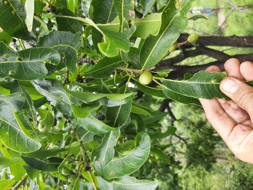 Buchanania axillaris (Buchanan mango) — photo