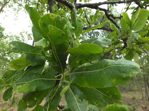 Buchanania axillaris