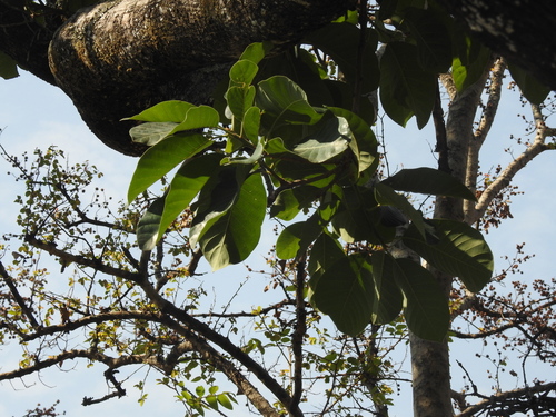 Buchanania cochinchinensis (Almondette Tree) — photo