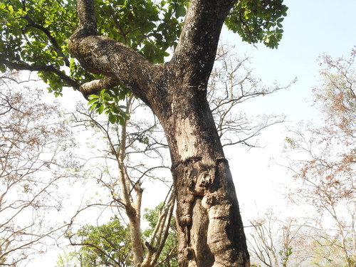 Buchanania cochinchinensis (Almondette Tree) — photo
