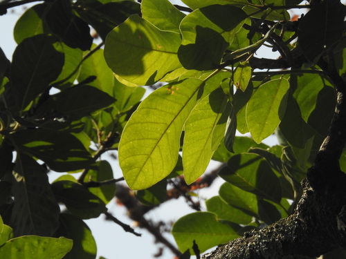 Buchanania cochinchinensis